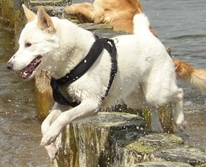 卡南犬眼睛怎么護(hù)理 卡南犬眼睛護(hù)理方法