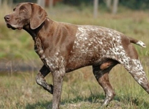 德國短毛波音達吃什么 德國短毛波音達喂食介紹