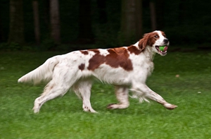 愛爾蘭紅白雪達犬怎么美容 愛爾蘭紅白雪達犬美容教程