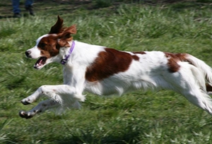 愛爾蘭紅白雪達犬怎么護理 日常護理注意事項