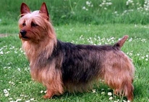 澳大利亞梗性格好不好 澳大利亞梗性格特點