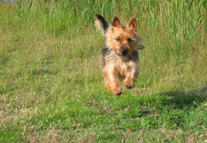 澳大利亞梗怎么喂養 澳大利亞梗喂養技巧
