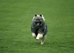 荷蘭毛獅犬怎么護(hù)毛 荷蘭毛獅犬被毛護(hù)理方法