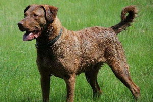 卷毛尋回犬怎么養 卷毛尋回犬飼養方法及注意事項