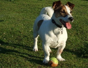 杰克羅素梗耳朵怎么清潔 杰克羅素梗耳朵護理方法