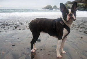 波士頓梗牙齒怎么清潔 波士頓梗口腔護(hù)理流程