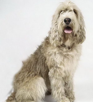 奧達(dá)獵犬牙齒怎么護(hù)理 獵水獺犬口腔清潔流程