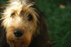 奧達(dá)獵犬耳朵怎么清潔 獵水獺犬耳朵護(hù)理流程