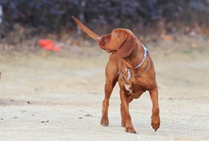 如何給紅骨獵浣熊犬刷牙 紅骨獵浣熊犬刷牙教程