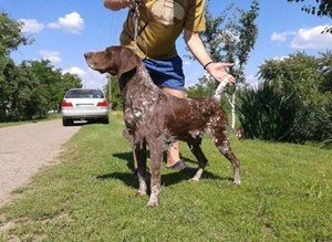 德國短毛波音達怎么美容 德國短毛波音達美容方法