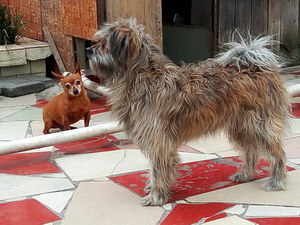 西藏梗牙齒怎么清潔 西藏梗口腔護(hù)理流程