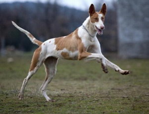 伊比贊獵犬耳朵怎么清潔 伊比贊獵犬耳朵護理方法