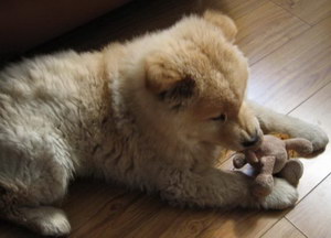 愛爾蘭獵狼犬不能吃什么東西 愛爾蘭獵狼犬不能吃食物介紹