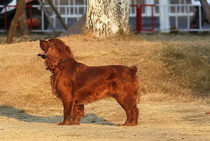 田野小獵犬牙齒怎么清潔 田野小獵犬口腔護理流程