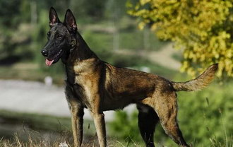 馬里努阿犬怎么洗澡 馬里努阿犬洗澡注意事項