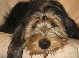 奧達(dá)獵犬怎么洗澡 獵水獺犬洗澡步驟