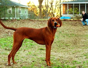 如何給紅骨獵浣熊犬剪指甲 紅骨獵浣熊犬剪指甲教程