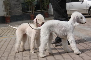 貝靈頓梗怎么自制狗糧 貝靈頓梗自制狗糧配方推薦