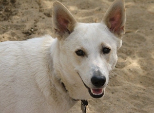 卡南犬怎么喂養 卡南犬喂養要點