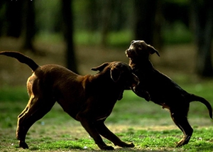 玩具曼徹斯特犬被毛怎么護理 被毛護理小技巧