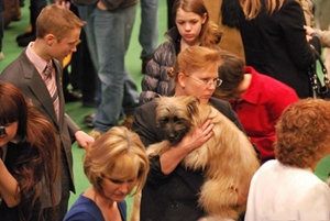 比利牛斯牧羊犬幼犬怎么養 幼犬飼養注意事項