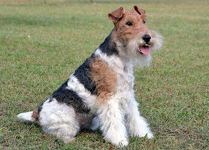 剛毛獵狐梗怎么拔毛 剛毛獵狐梗拔毛步驟