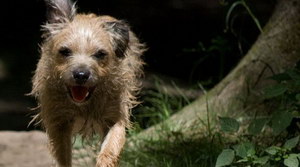 愛(ài)爾蘭獵狼犬耳朵怎么清潔 愛(ài)爾蘭獵狼犬耳朵護(hù)理方法