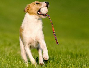 杰克羅素梗牙齒怎么護理 杰克羅素梗口腔清潔方法