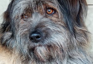 西藏梗耳朵怎么清潔 西藏梗耳朵護理方法