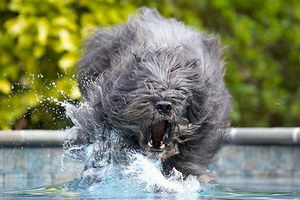 波蘭德斯布比野犬耳朵怎么清潔護理流程