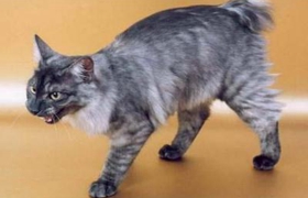 肯尼亞貓被燙傷怎么辦 肯尼亞貓燙傷處理方法