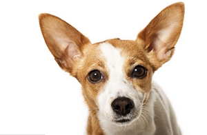 葡萄牙波登可犬怎么護(hù)理 日常護(hù)理方法