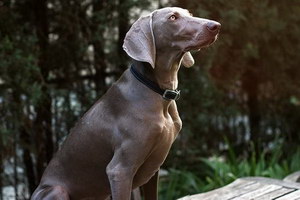 威瑪獵犬牙齒怎么洗 威瑪獵犬口腔護理清潔