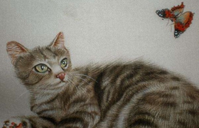 澳大利亞霧貓貓鼻支用藥介紹