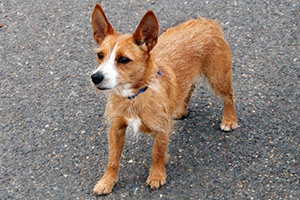 葡萄牙波登可犬如何喂養(yǎng) 葡萄牙波登可犬喂養(yǎng)知識(shí)