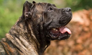 加納利犬怎么養 西班牙加納利犬飼養心得