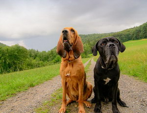 尋血獵犬牙齒怎么清潔 尋血獵犬口腔護(hù)理方法