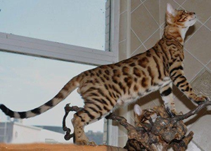 豹貓多大斷奶合適 豹貓幼貓斷奶時間介紹