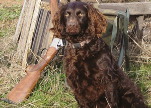 博伊金獵犬怎么養 飼養注意事項