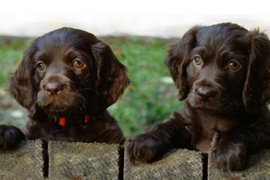 博伊金獵犬毛發枯燥怎么辦 博伊金獵犬毛發枯燥解決辦法