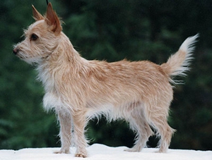 葡萄牙波登可犬不吃東西怎么辦