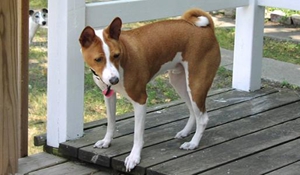 巴仙吉犬怎么修毛 巴仙吉犬美容注意事項