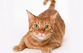 非洲獅子貓患腎病怎么治療 腎病治療方法