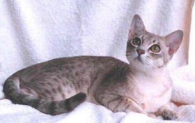 澳大利亞霧貓口臭怎么回事 澳大利亞霧貓口臭原因介紹