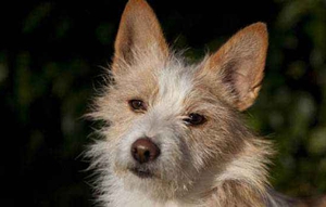 葡萄牙波登可犬怎么洗澡 洗澡注意事項(xiàng)介紹