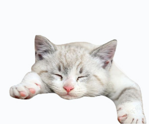 貓流口水怎么治療