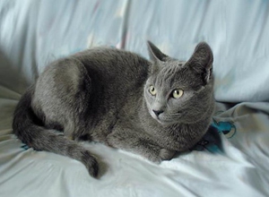 俄羅斯藍(lán)貓交配要注意什么 俄羅斯藍(lán)貓交配小知識