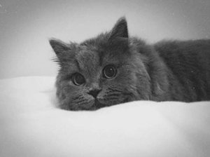 英國長毛貓難產(chǎn)怎么辦 英國長毛貓難產(chǎn)解決辦法