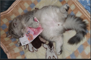 金吉拉貓什么時候絕育最好