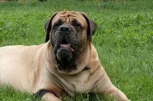 馬士提夫犬怎么養 馬士提夫獒犬飼養注意事項